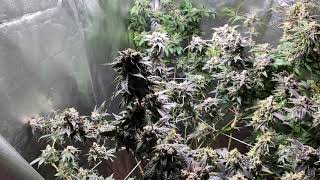 Mars hydro TS600 update harvest time