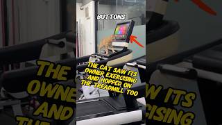 Download Lagu Kucing Melihat Pemiliknya Berolahraga dan Melompat ke Treadmill Juga#kucing #olahraga #gym MP3 Download Lagu Kucing Melihat Pemiliknya Berolahraga dan Melompat ke Treadmill Juga#kucing #olahraga #gym MP3