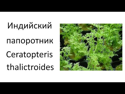 Индийский папоротник (Ceratopteris thalictroides)