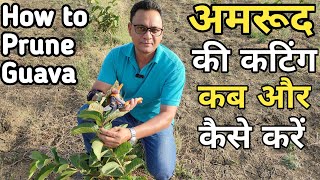 Amrood ki cutting kab kare | Guava Pruning |  How to prune Guava Tree I