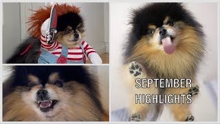 September Highlights | Highlights Of My Dogs Month