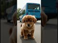 “Every Day This Puppy Waited at a New York Bus Stop… But His Owner Never Came Back 💔🐾”