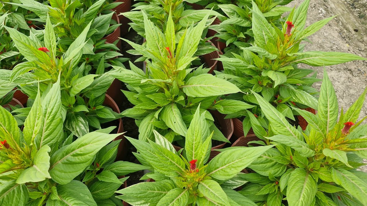 MỒNG GÀ BÚA 2026 🇻🇳