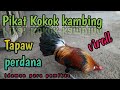 mikat ayam hutan.kokok kambing tapaw perdana