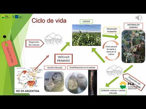 Video: ¿Cómo tratar el tizón de la hoja por ascochyta?