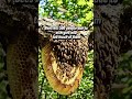 Ants or bees,who kills more people annually?