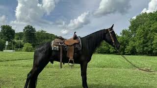 SOLD A bingo miracle , reg twh trail gelding for sale 