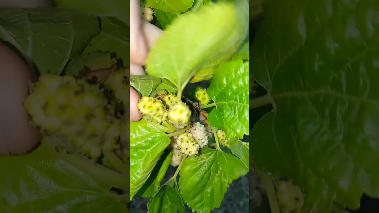 White mulberry season