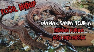 INILAH EARLESS MONITOR FOSIL HIDUP HEWAN PURBA YANG HAMPIR PUNAH YANG HANYA ADA DI INDONESIA