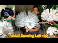 Great collection  breeding loft of fantail pigeon of pratim vai in india  indian fancy pigeon