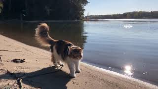 Maine Coon Cat: Found a Beach by The Explorer Cat 4,641 views 3 years ago 5 minutes, 39 seconds