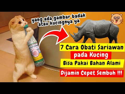 Video: Kesihatan Anjing: Bagaimana Menghentikan Anjing Dari Mengunyah pada Luka