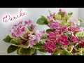 ПЕСТРОЛИСТНЫЕ ФИАЛКИ С НАЗВАНИЯМИ | Цветение фиалок | Красивые цветы