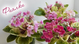 видео: ПЕСТРОЛИСТНЫЕ ФИАЛКИ С НАЗВАНИЯМИ | Цветение фиалок | Красивые цветы картинка: ПЕСТРОЛИСТНЫЕ ФИАЛКИ С НАЗВАНИЯМИ | Цветение фиалок | Красивые цветы