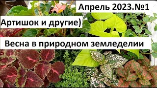 Апрель 2023 №1. Артишок и другая рассада в агробалте.