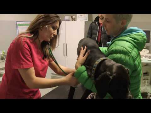 Video: Jak Kastrovat Psa