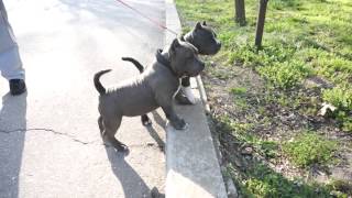 Adorable American Bully puppies