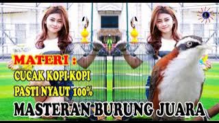 CUCAK KOPI GACOR MASTERAN AMPUH RANGSANG BUNYI BURUNG BAHANAN