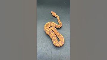 Ultramel 66% Het Pied Ball Python 🐍
