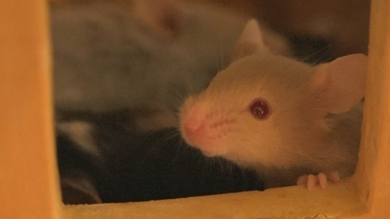 Baby Mouse Sleep Over