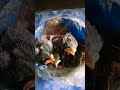 anak burung jalak #birds #viral #hewanbesar #nature #kicaumania #burung #animals #art #ai #anime