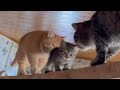 Племянники Рыжик и Пуся начали тренировать своего маленького дядю Матроскина 🐈 #кот #кошка #котенок