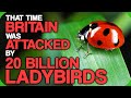 That Time Britain Was Attacked By 20 Billion Ladybirds