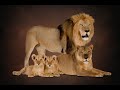 Majestic  Lion&#39;s  Family - Lion, Lioness &amp; Cubs in Mysore Zoo Mysore Tourism