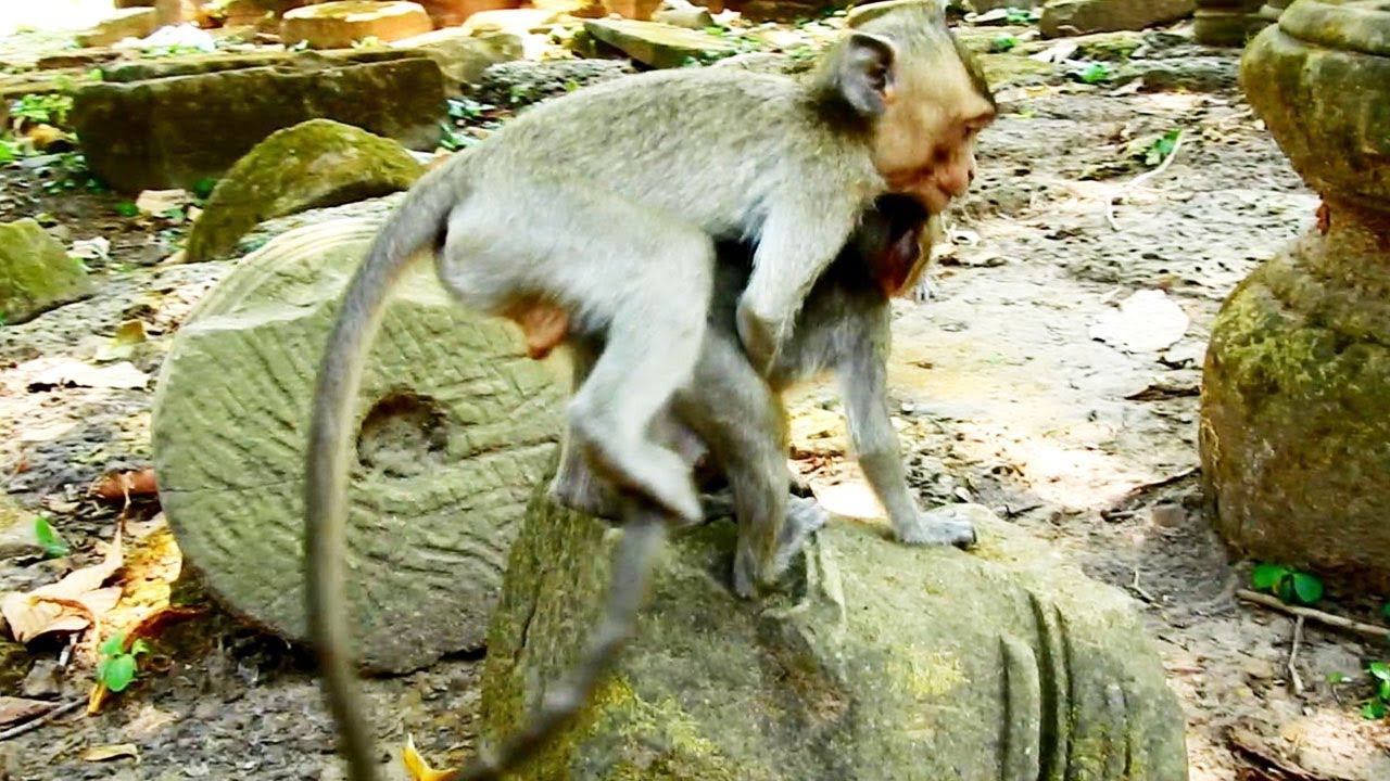 why him Veryyy Pity Small Baby Scary of King Why King Monkey Dont Like Baby Monkey