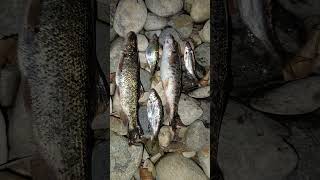 Pecanje krkuše noću #fishing #fish