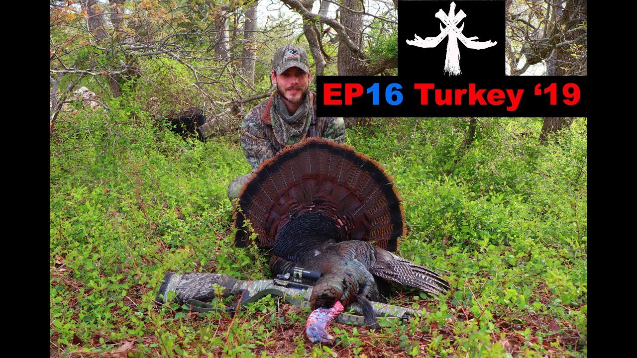 Turkeys Surrounded SURROUNDED BY GOBBLING TURKEYS ON PUBLIC LAND - YouTube