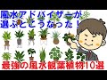 風水アドバイザーが選ぶとこうなった！「最強の風水観葉植物10選」