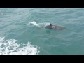 Delfines en Florianopolis Brasil