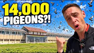 I Went Inside One of the WORLD’S BIGGEST Pigeon Racing Lofts With (14,000 Birds!)