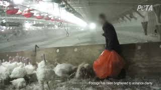 Joaquin Phoenix Narrates PETA Investigative Video Exposing Plainville Farms