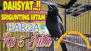 DAHSYAT..!! 🔥Kicauan burung srigunting Hitam bikin burung muda jadi kuat mental dan berani