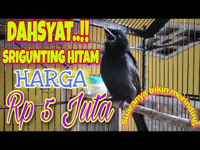 DAHSYAT..!! 🔥Kicauan burung srigunting Hitam bikin burung muda jadi kuat mental dan berani class=