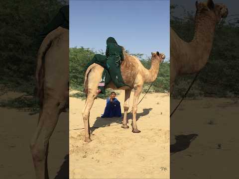 قفزت الفتاة من فوق الجمل وكأنها تستقل طائرة