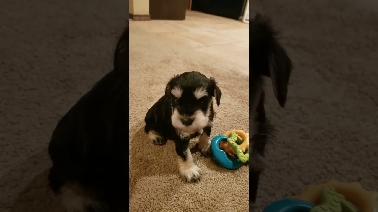 phantom black and silver schnauzer