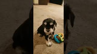 4 week old black and silver mini Schnauzers playtime