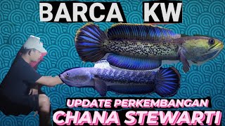SPEK KONTES, STEWARTI SUPER GONDRONG DAN RIM TEBAL//15CM UP #stewarti #chanastewarti