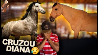 Cavalo Manga Larga Cruzou Diana - Pulou a Cerca-
