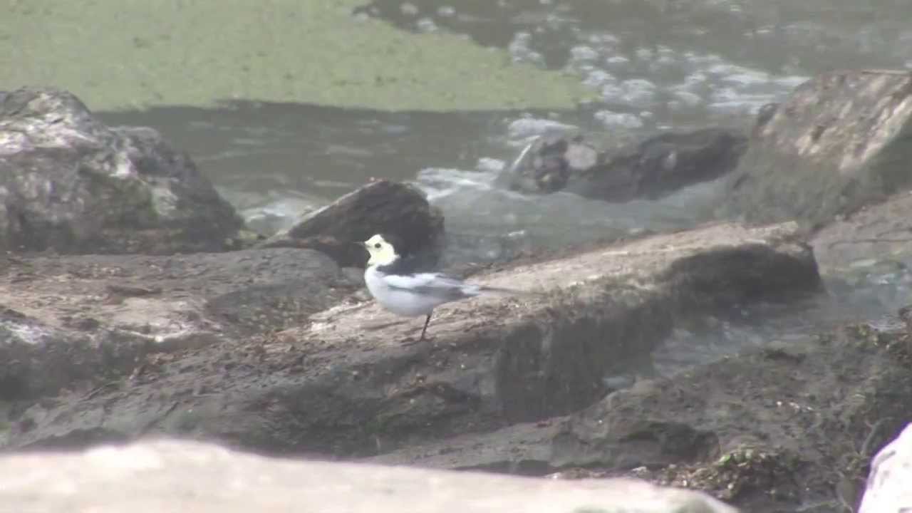 징검다리 [우포생태교육원]