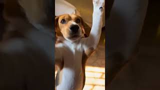 Super Cute Dog Dance 🐶🐕😍 #cute  #4kviral #shortsfeed #dance
