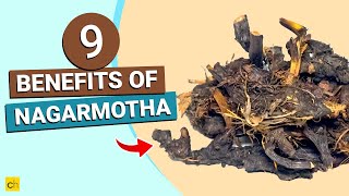 9 Amazing Health Benefits of Nagarmotha or Nut Grass! - Credihealth