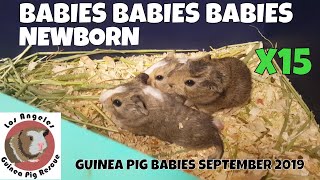 Babies Babies Babies at Los Angeles Guinea Pig Rescue 15 total and Pippy check in!