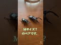 [クワガタ]ノコギリクワガタMサイズペア