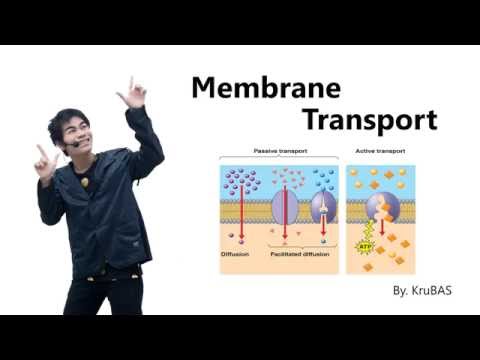 ชีววิทยาครูบาส เรื่อง การลำเลียงสารผ่านเซลล์ (membrane transport)