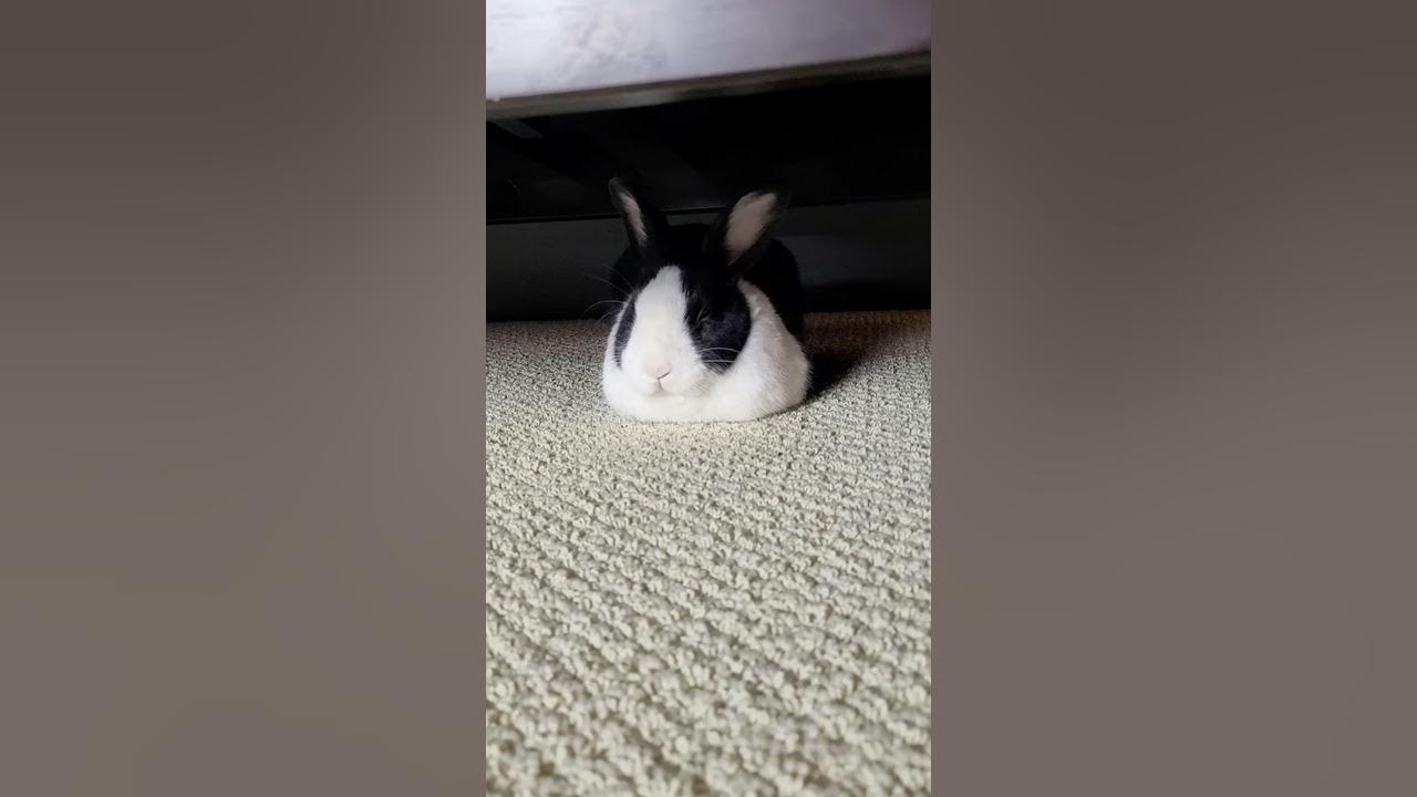 Rabbit grunting! YouTube