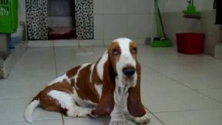 Basset Hound - Matilda, Echol, e Abigail